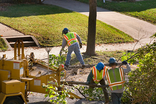 Best Local Tree Services  in Silsbee, TX